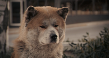 :    / Hachiko: A Dog's Story (2009) BDRip