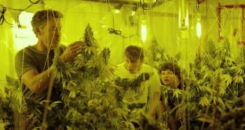 - / Kid Cannabis (2014)